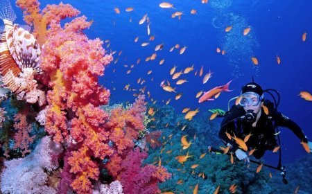 The Coral Reef Breakthrough has been launched by the International Coral Reef Initiative (ICRI)