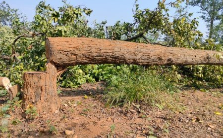 Over 1.2 Million Trees to Be Felled in Chhattisgarh’s Hasdeo Arand and Great Nicobar Island: Government