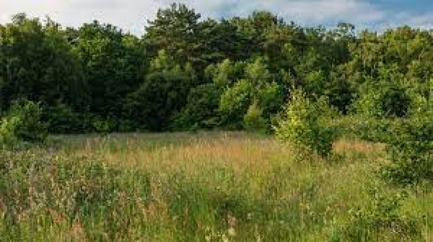 When Trees Become a Threat: The Impact of Woody Encroachment on India's Open Ecosystems