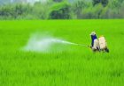 Government Extends Crop Insurance Schemes till 2025-26 with ₹824.77 Crore Tech Fund